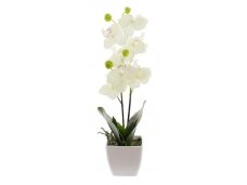 Dekoratyvinė orchidėja