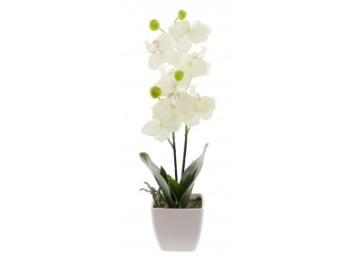 Dekoratyvinė orchidėja 1 Dekoratyvinė orchidėja 1