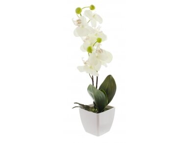 Dekoratyvinė orchidėja 2 Dekoratyvinė orchidėja 2