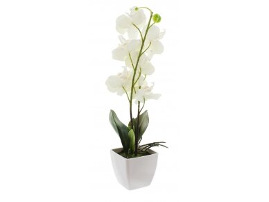 Dekoratyvinė orchidėja 3 Dekoratyvinė orchidėja 3