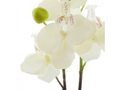 Dekoratyvinė orchidėja 4 Dekoratyvinė orchidėja 4