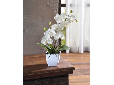 Dekoratyvinė orchidėja Dekoratyvinė orchidėja