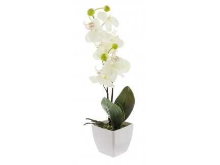 Dekoratyvinė orchidėja 2 Dekoratyvinė orchidėja 2
