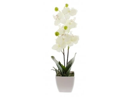Dekoratyvinė orchidėja 1 Dekoratyvinė orchidėja 1