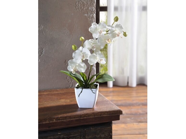 Dekoratyvinė orchidėja Dekoratyvinė orchidėja
