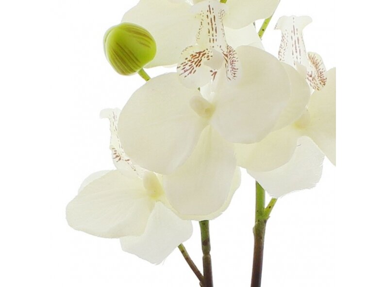 Dekoratyvinė orchidėja 4 Dekoratyvinė orchidėja 4